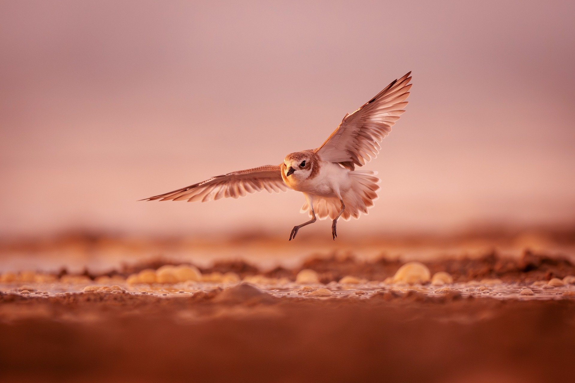 bird 9085008 1920